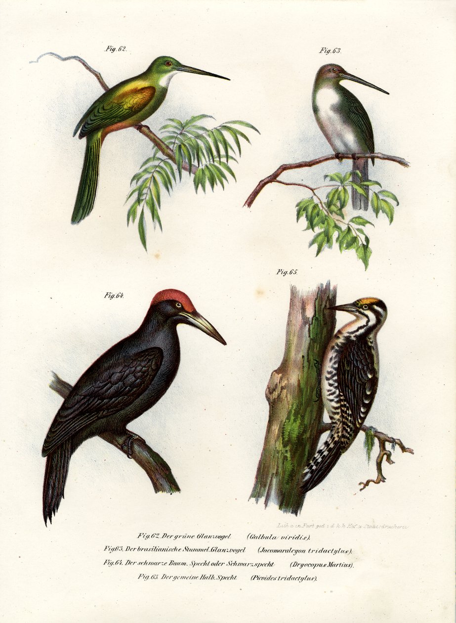 Zöldfarkú Jacamar, 1864 alkotó: German School