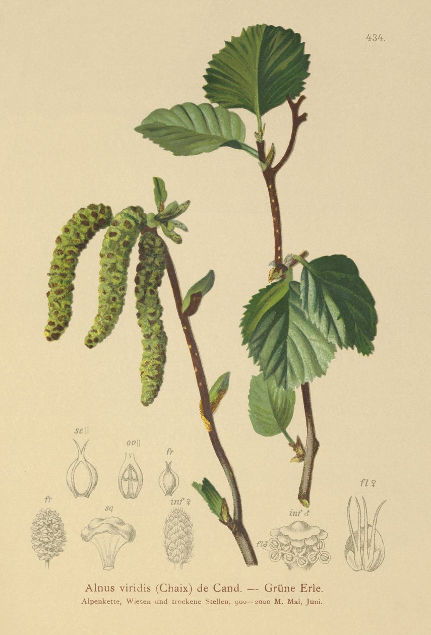 Zöld éger (Alnus viridis) alkotó: German School