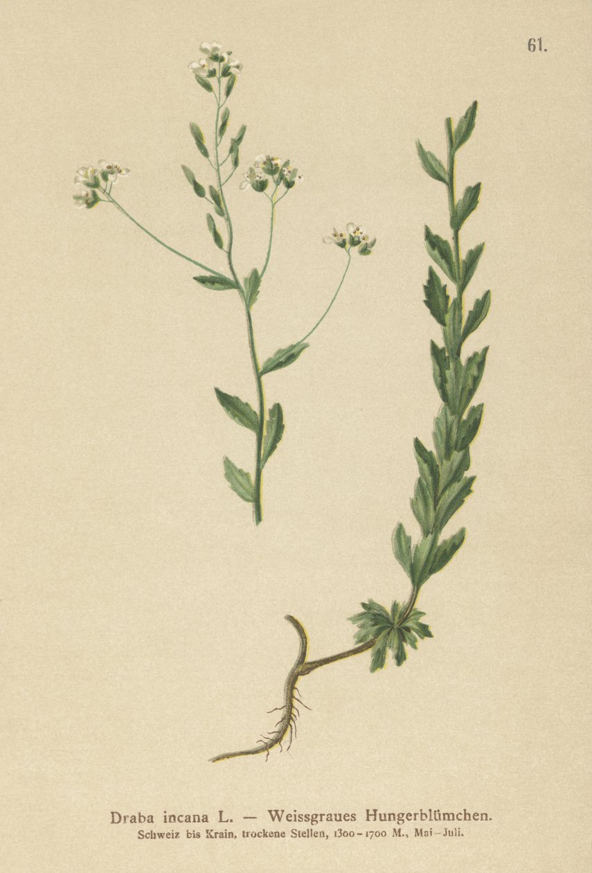 Szürke Whitlow-fű (Draba incana,) alkotó: German School