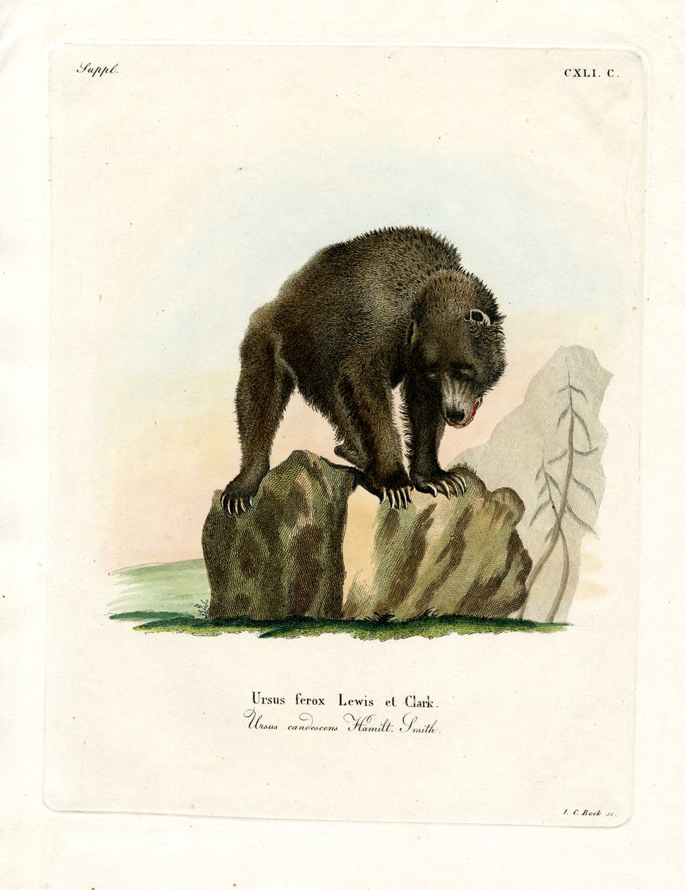 Grizzly Bear (színes metszet) alkotó: German School