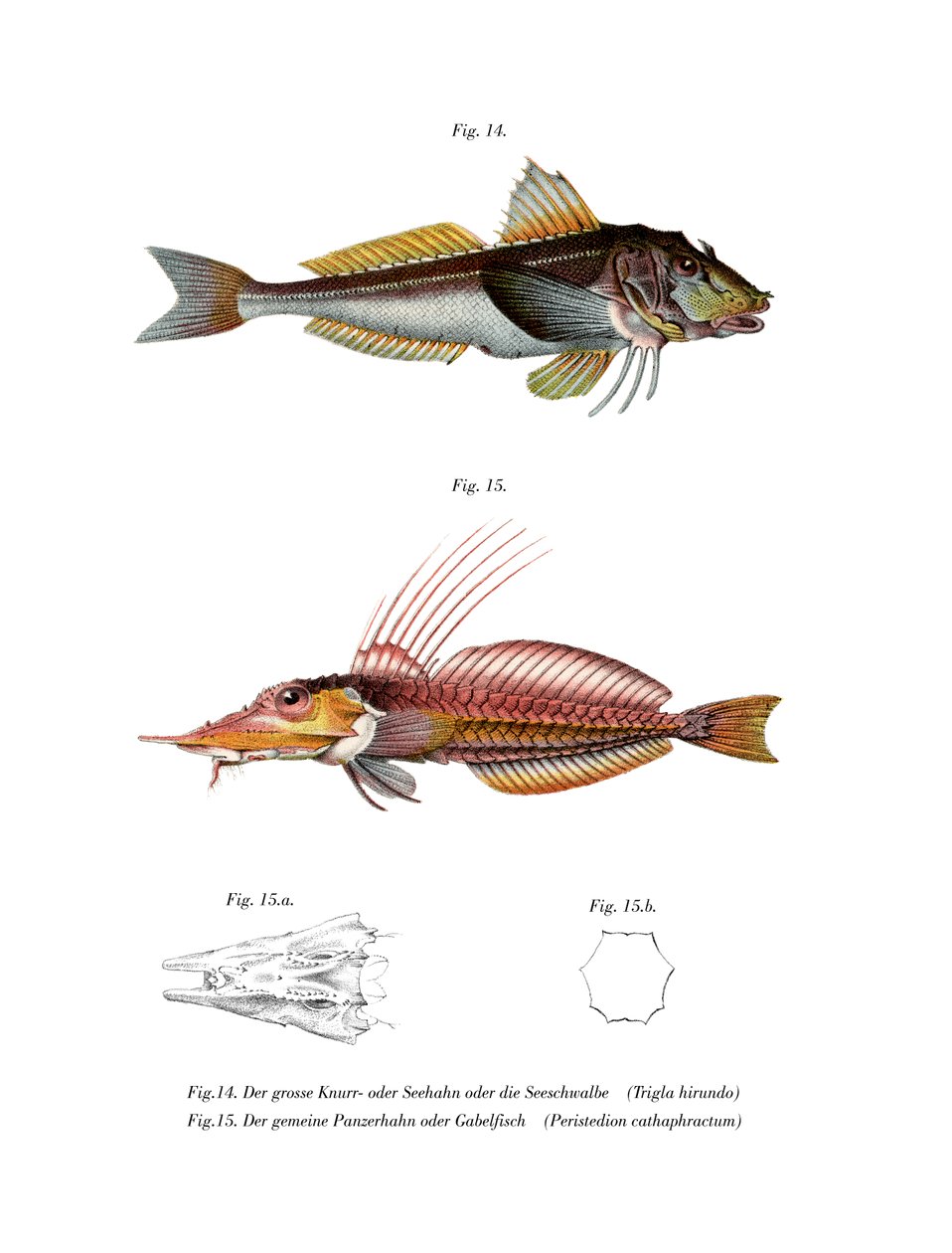 Gurnard Perlon (színes litó) alkotó: German School
