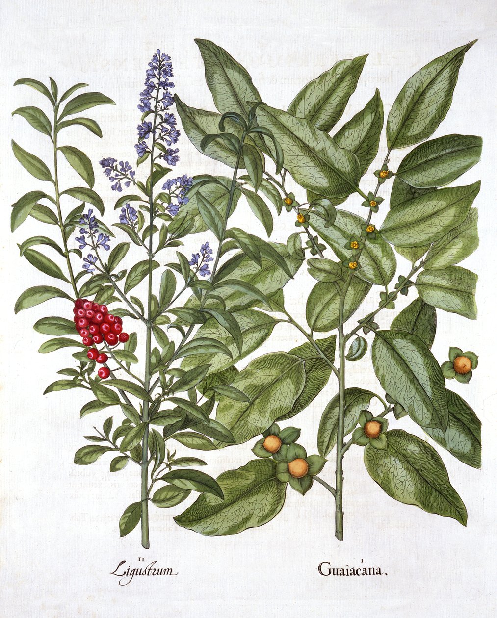 Guaiacum and Chinese Privet, Hortus Eystettensis, Basil Besler (1561-1629), pub. 1613 (kézzel színezett metszet) alkotó: German School