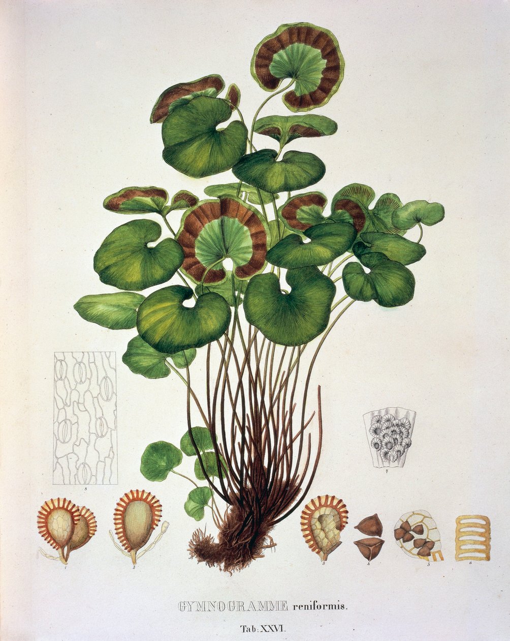 Gymnogramme Reniformis, XXVI. táblázat a „Plantarum Cryptogamicarum Brasiliensiumból”, Johann Baptist Von Spix és Carl Friedrich Von Martius alkotó: German School