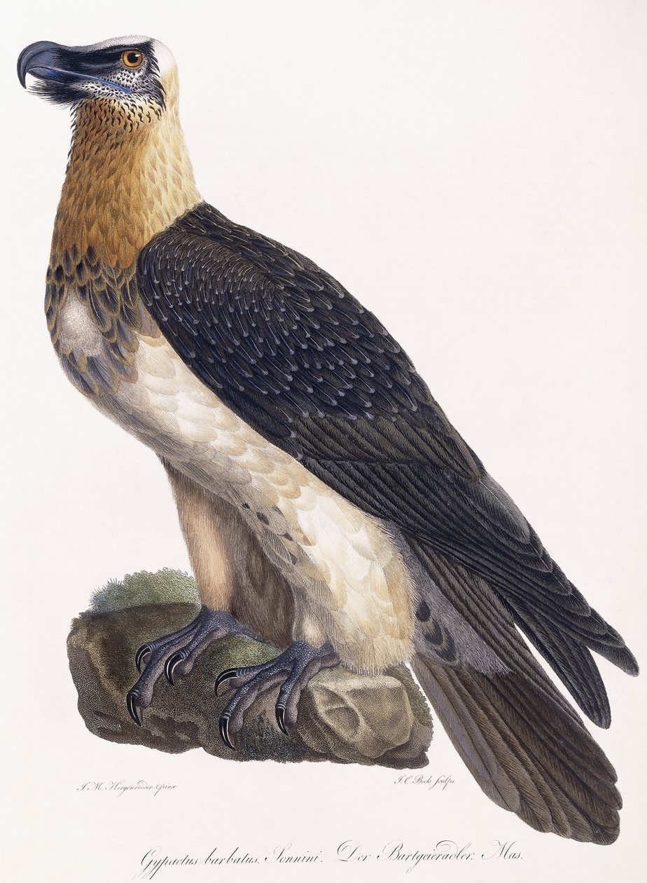 Gypaetus barbatus Sonnini alkotó: German School