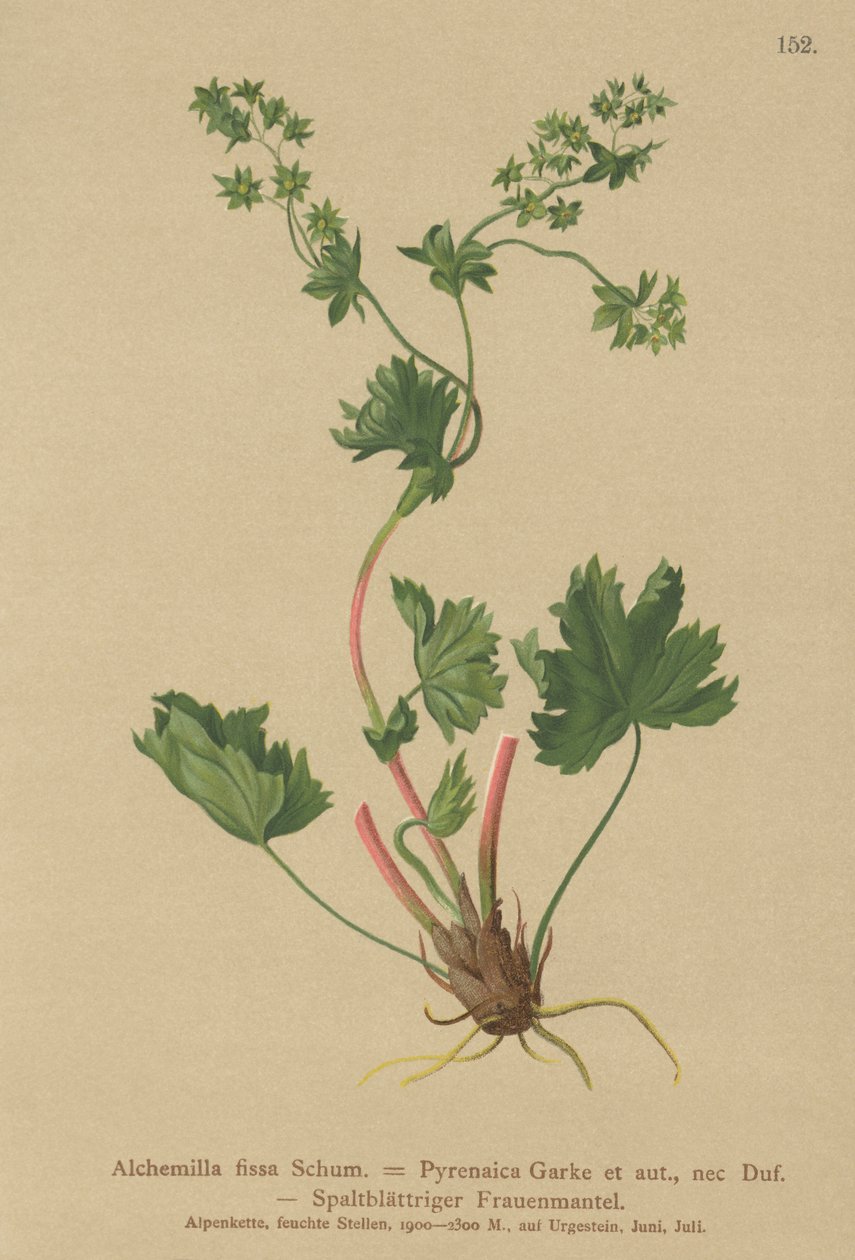 Szőrtelen hölgyköpeny (Alchemilla fissa, Alchemilla Pyrenaica) alkotó: German School