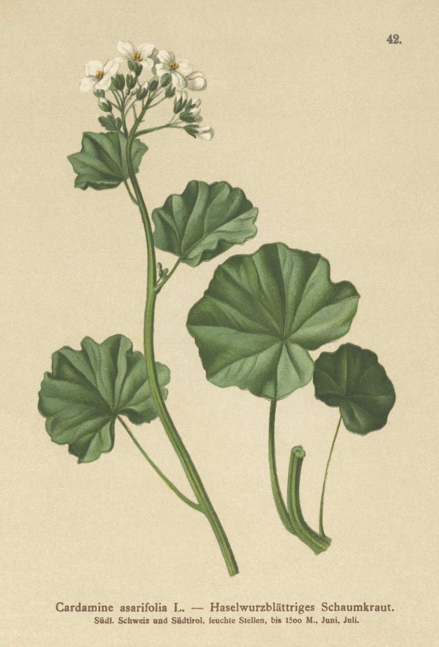 Szőrös keserűtorma (Cardamine asarifolia) alkotó: German School