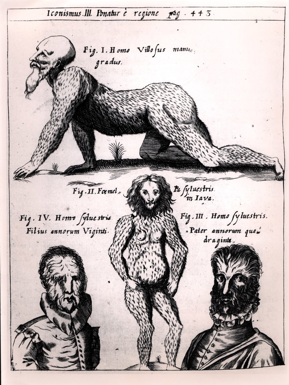 Szőrös férfi és vadember, illusztráció a Physica Curiosa-ból, Gaspar Schott (1608-66) alkotó: German School