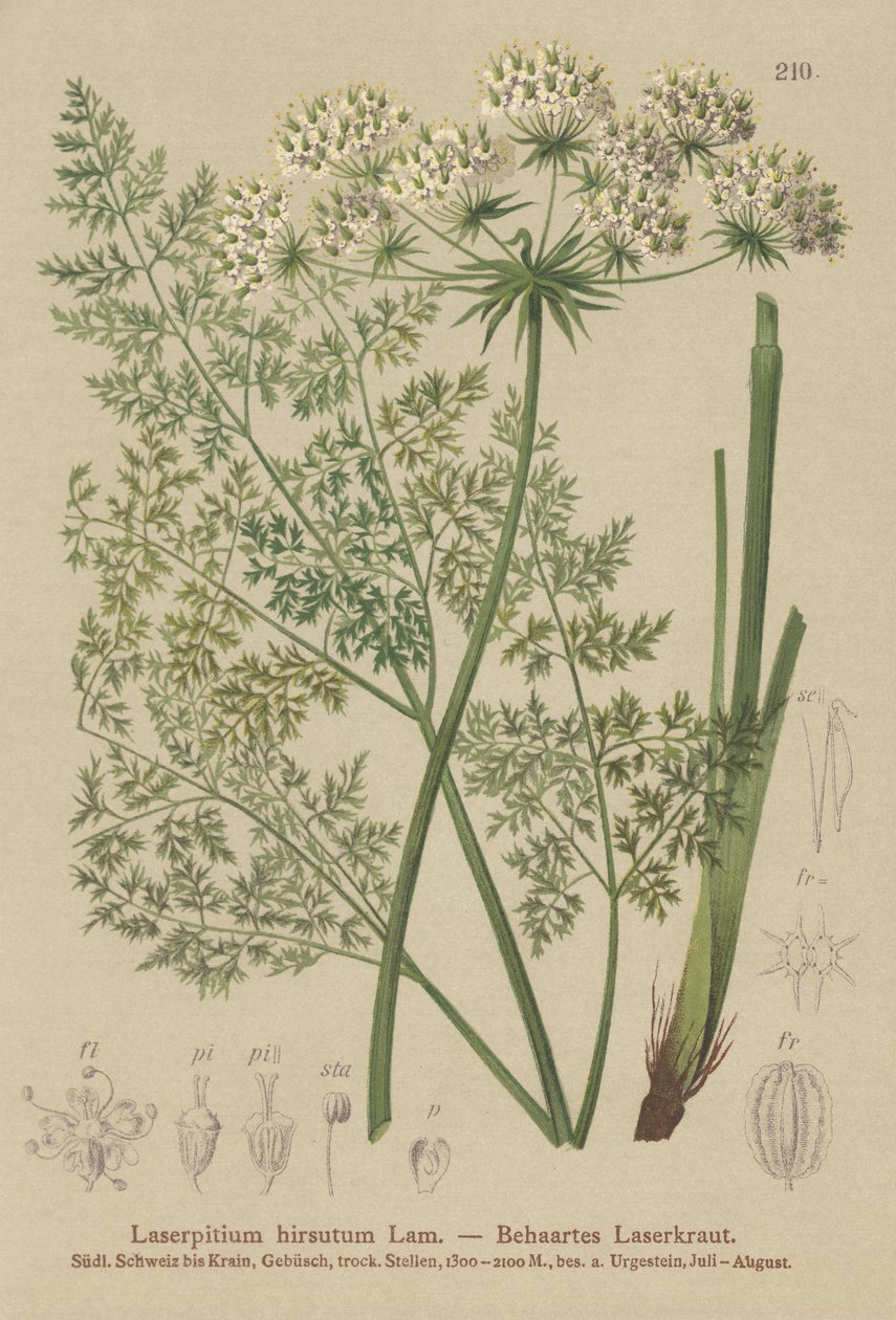 Hallers Sermountain (Laserpitium hirsutum, Laserpitium haller, Laserpitium panax) alkotó: German School