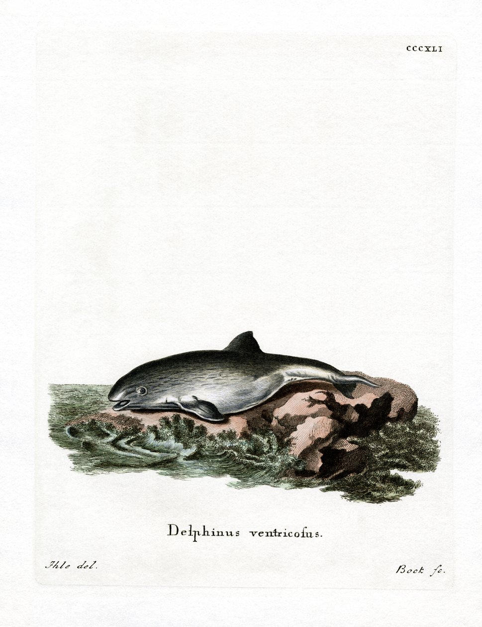 Harbor Porpoise (színes metszet) alkotó: German School