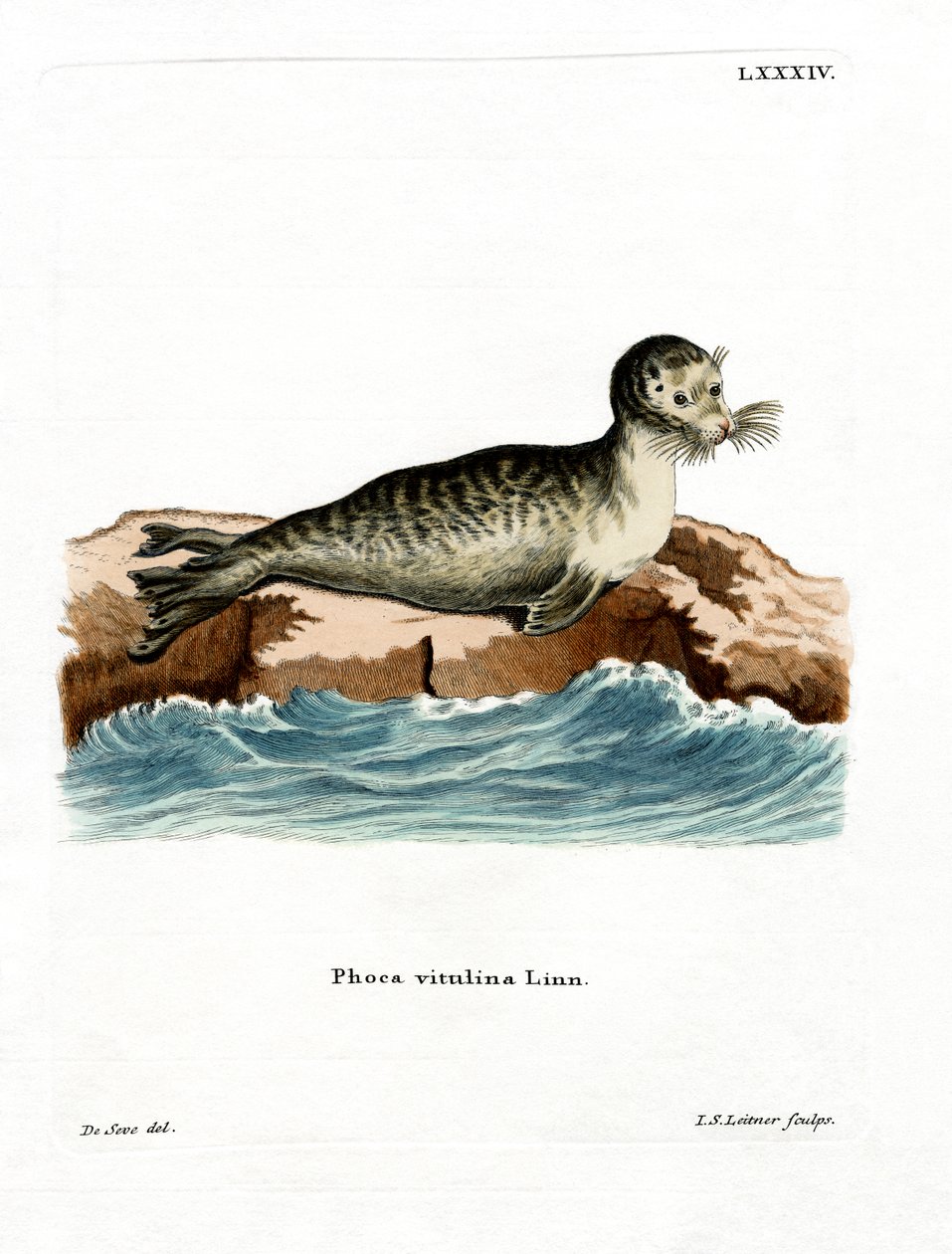 Harbor Seal (színes gravírozás) alkotó: German School