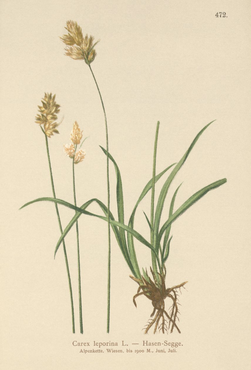 Nyúl sás (Carex leporina, Carex ovalis) alkotó: German School
