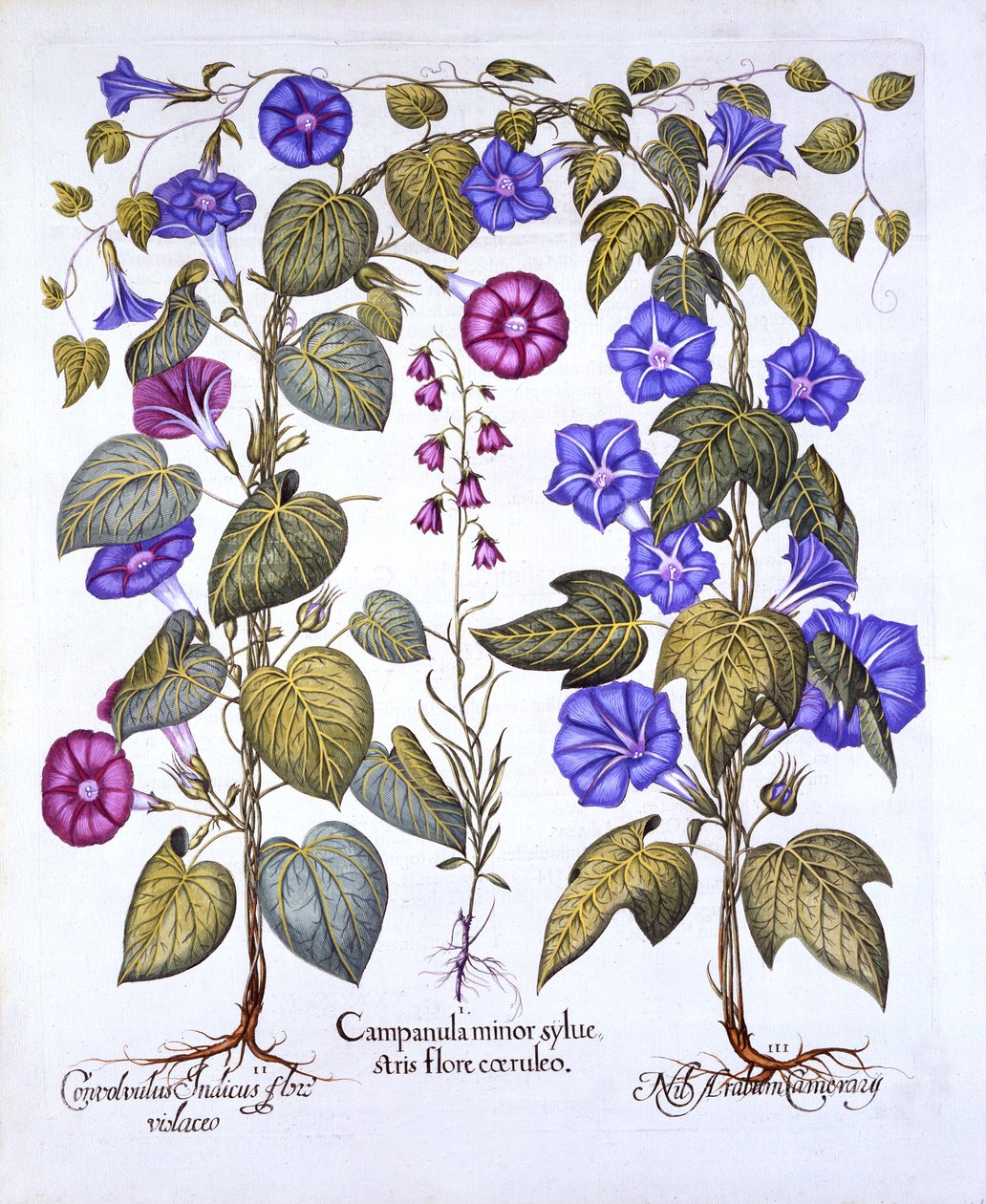 Harebell és Convovulus, a Hortus Eystettensisből, Basil Besler (1561-1629), pub. 1613 (kézzel színezett metszet) alkotó: German School
