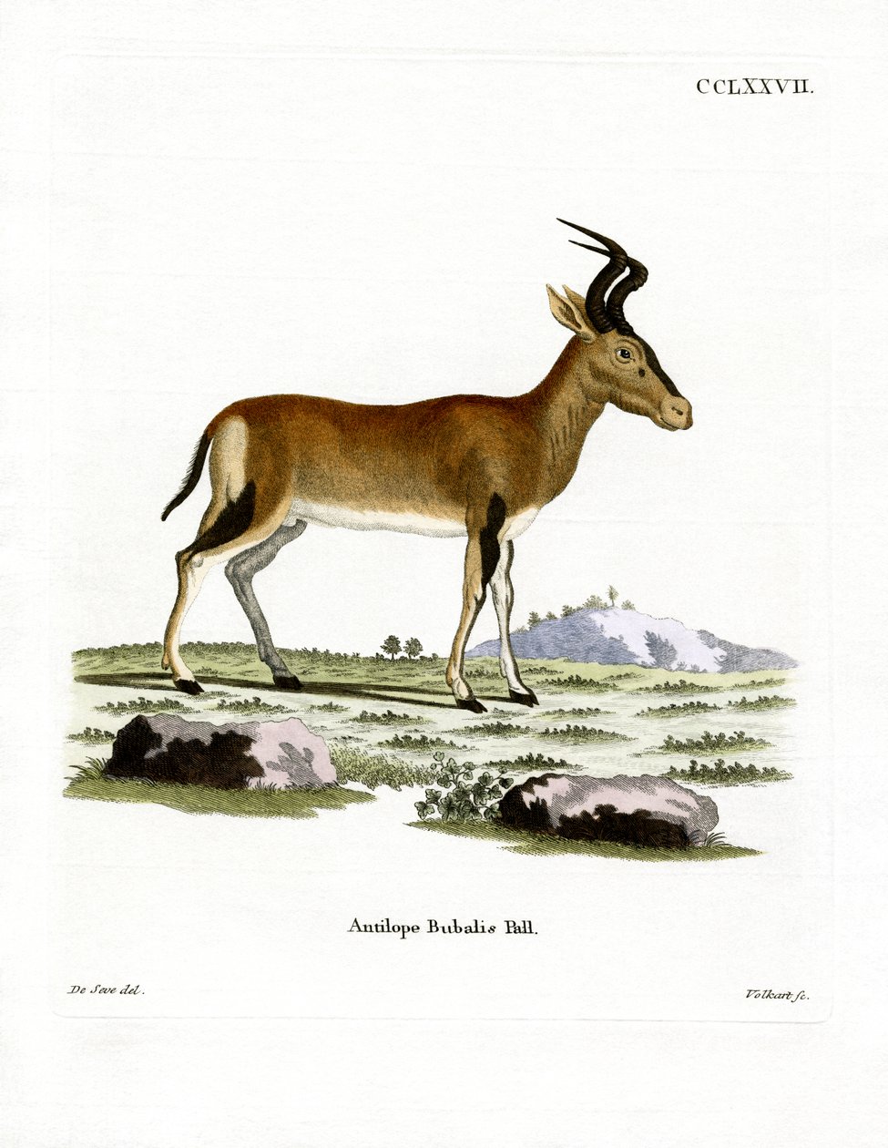 Hartebeest (színes metszet) alkotó: German School