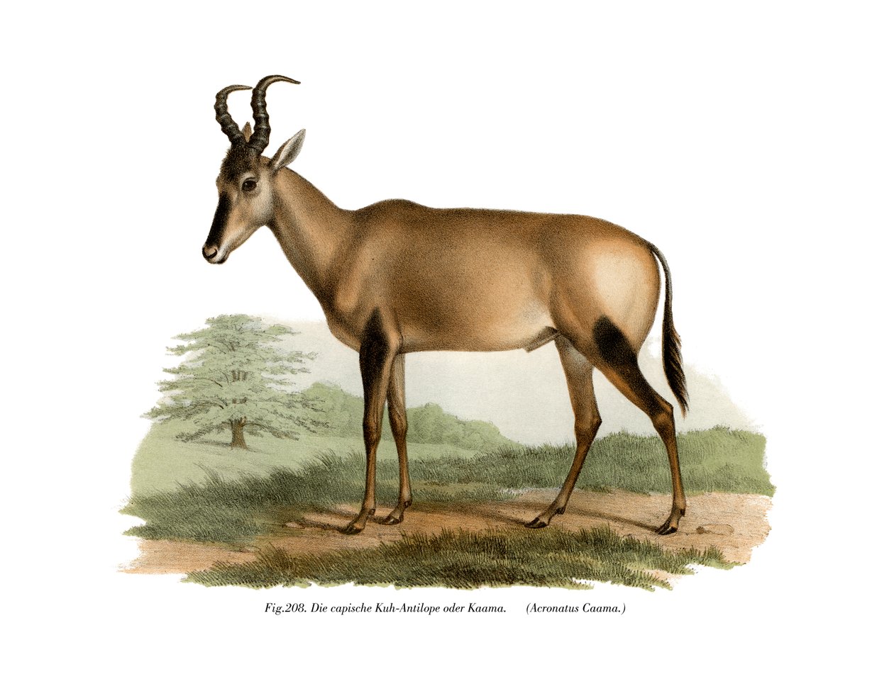 Hartebeest, 1860 alkotó: German School