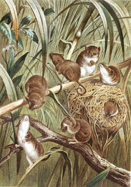 Harvest Mouse, lemez a "Brehms Tierleben: Allgemeine Kunde des Tierreichs", 2. kötet, 515. o., Bibliographisches Institut kiadásában alkotó: German School