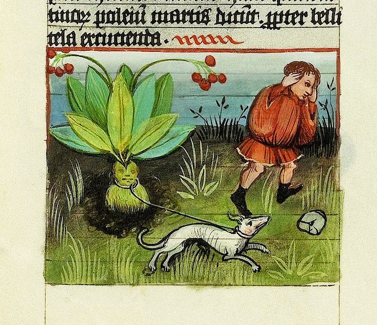 Mandragóra betakarítása, A dolgok természete – Rabanus Maurus, 1425 körül (guache a vellumon) alkotó: German School