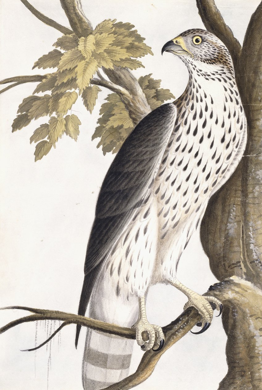 Hawk, 1750-1800 alkotó: German School
