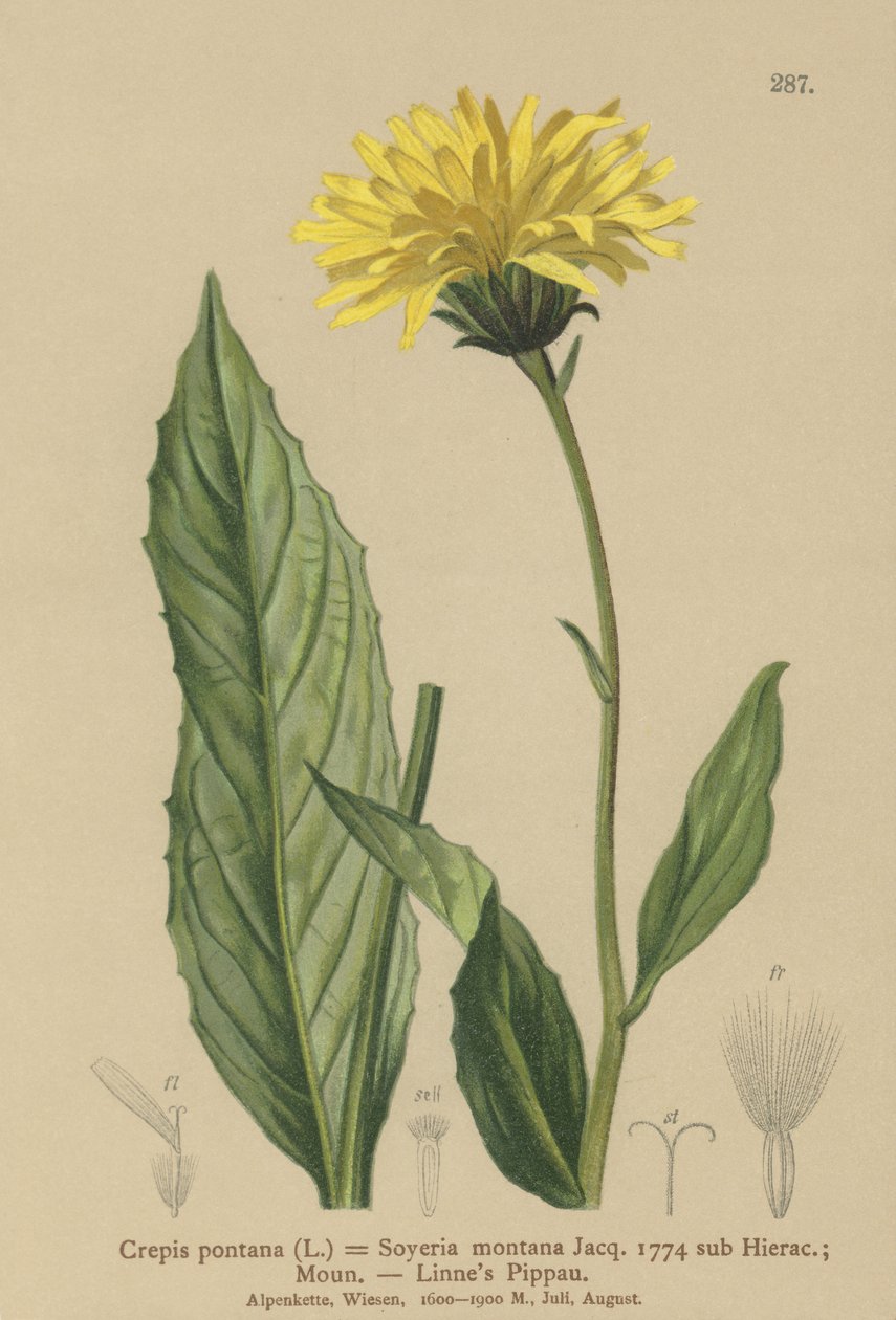 Hawks-szakáll (Crepis bocconi, Crepis pontana, Crepis montana, Hieracium montanum, Soyeria montana) alkotó: German School