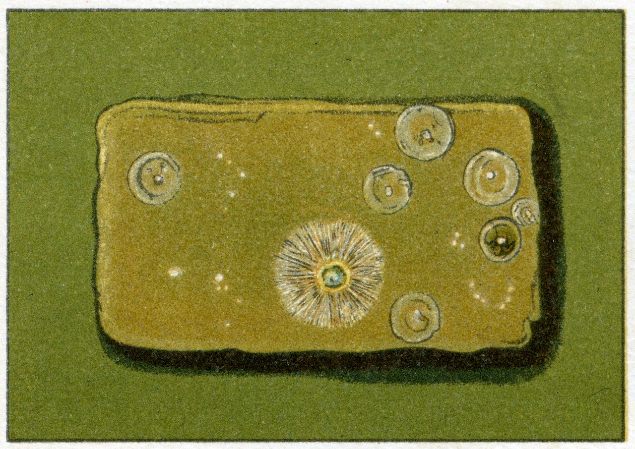A baktériumok egészséges szintje az ivóvízben, 1890 körül (színes kromolitográfia) alkotó: German School