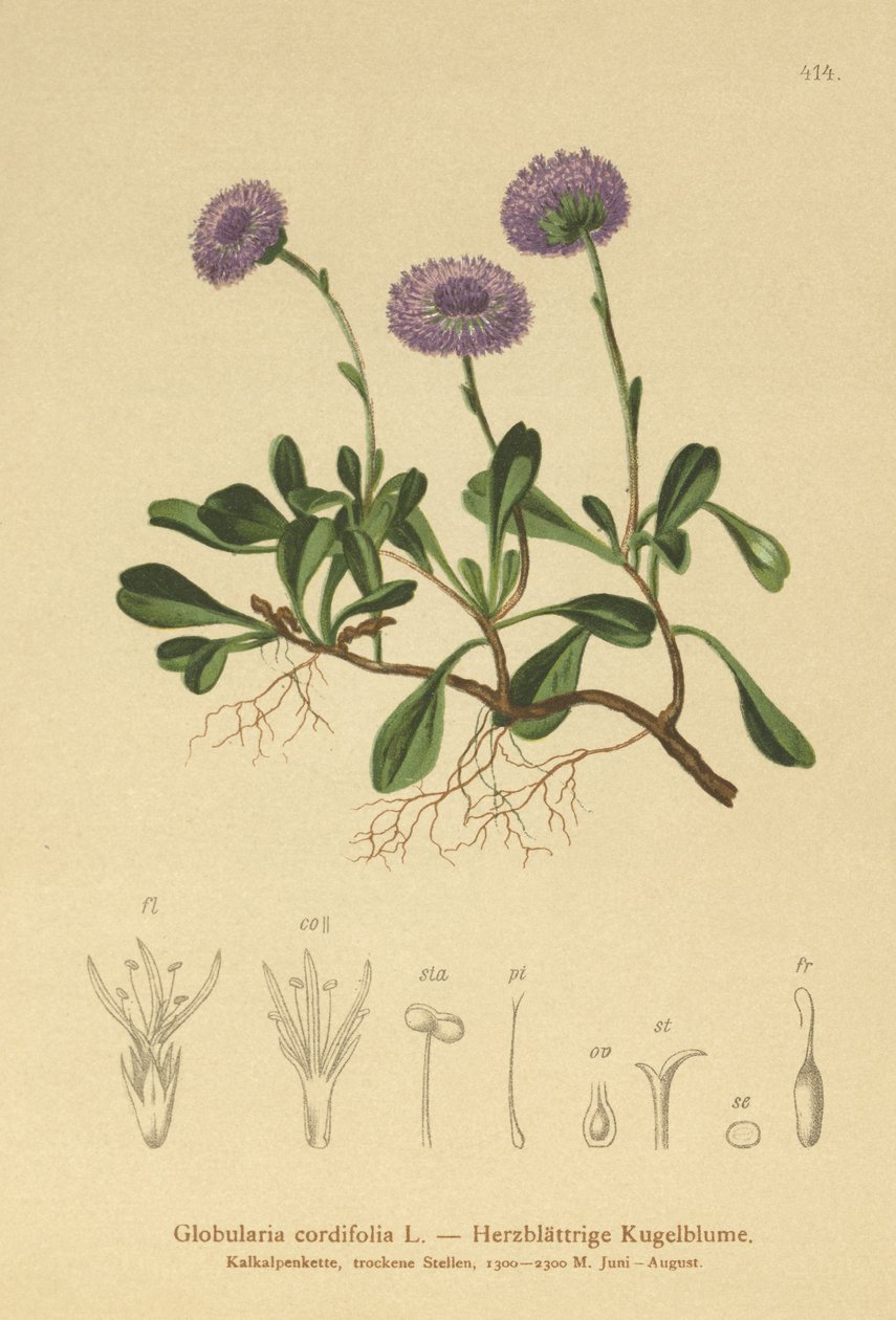 Szívlevelű százszorszép (Globularia cordifolia) alkotó: German School