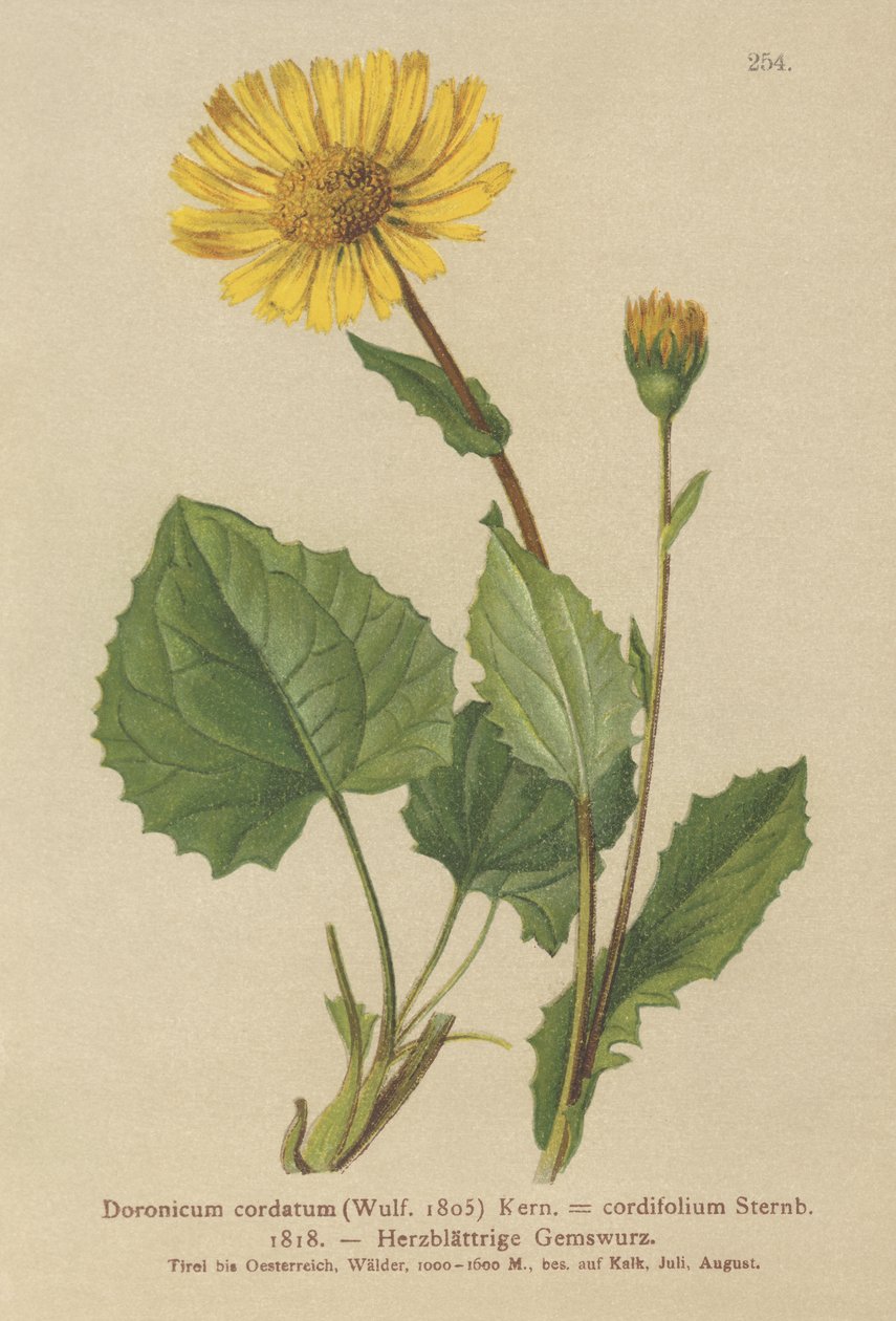 Szívlevelű leopárd (Doronicum cordatum, Doronicum cordifolium, Aronicum cordatum) alkotó: German School