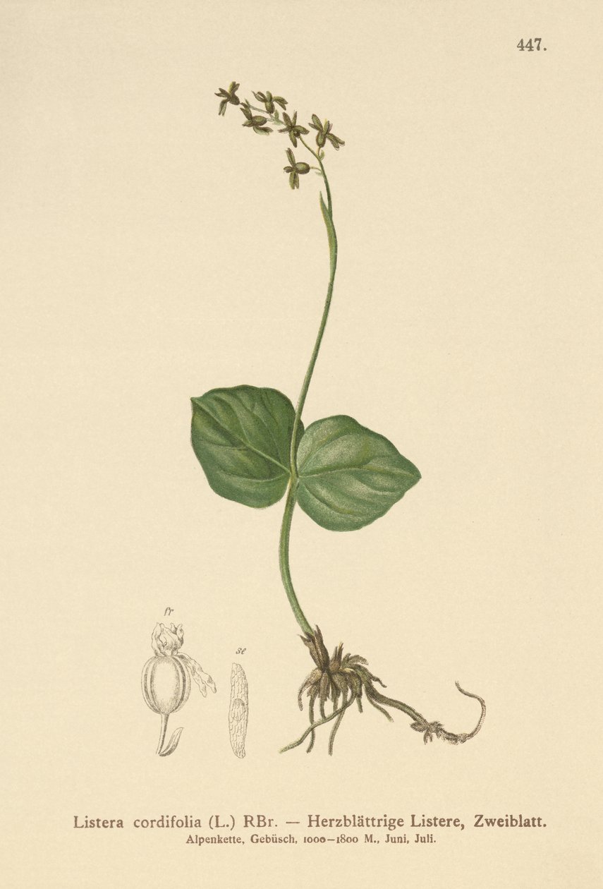 Szívlevelű Twayblade (Lestera cordata, Listera cordifolia, Neottia cordata) alkotó: German School