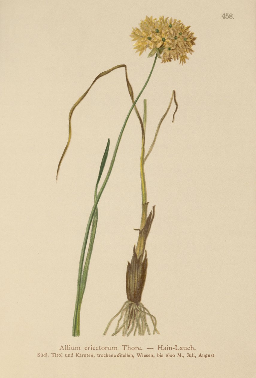 Heath fokhagyma (Allium ericetorum, Allium ambiguum, Allium graminifolium) alkotó: German School