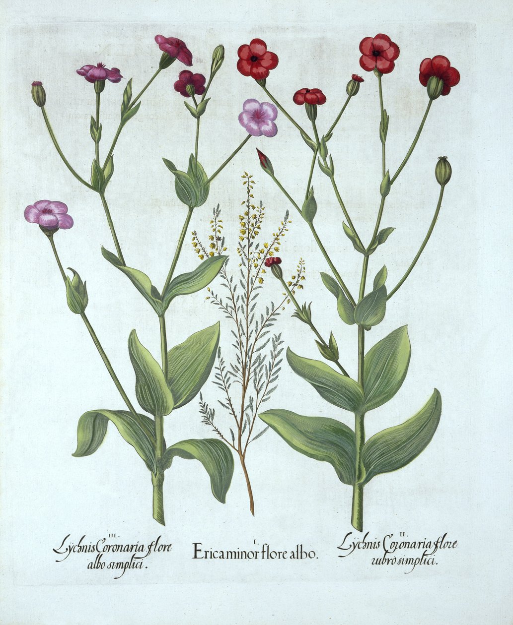 Heather and Two Kinds of Lychnis, Hortus Eystettensis, Basil Besler (1561-1629), pub. 1613 (kézzel színezett metszet) alkotó: German School