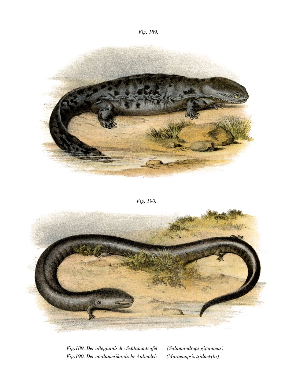 Hellbender (színes litó) alkotó: German School