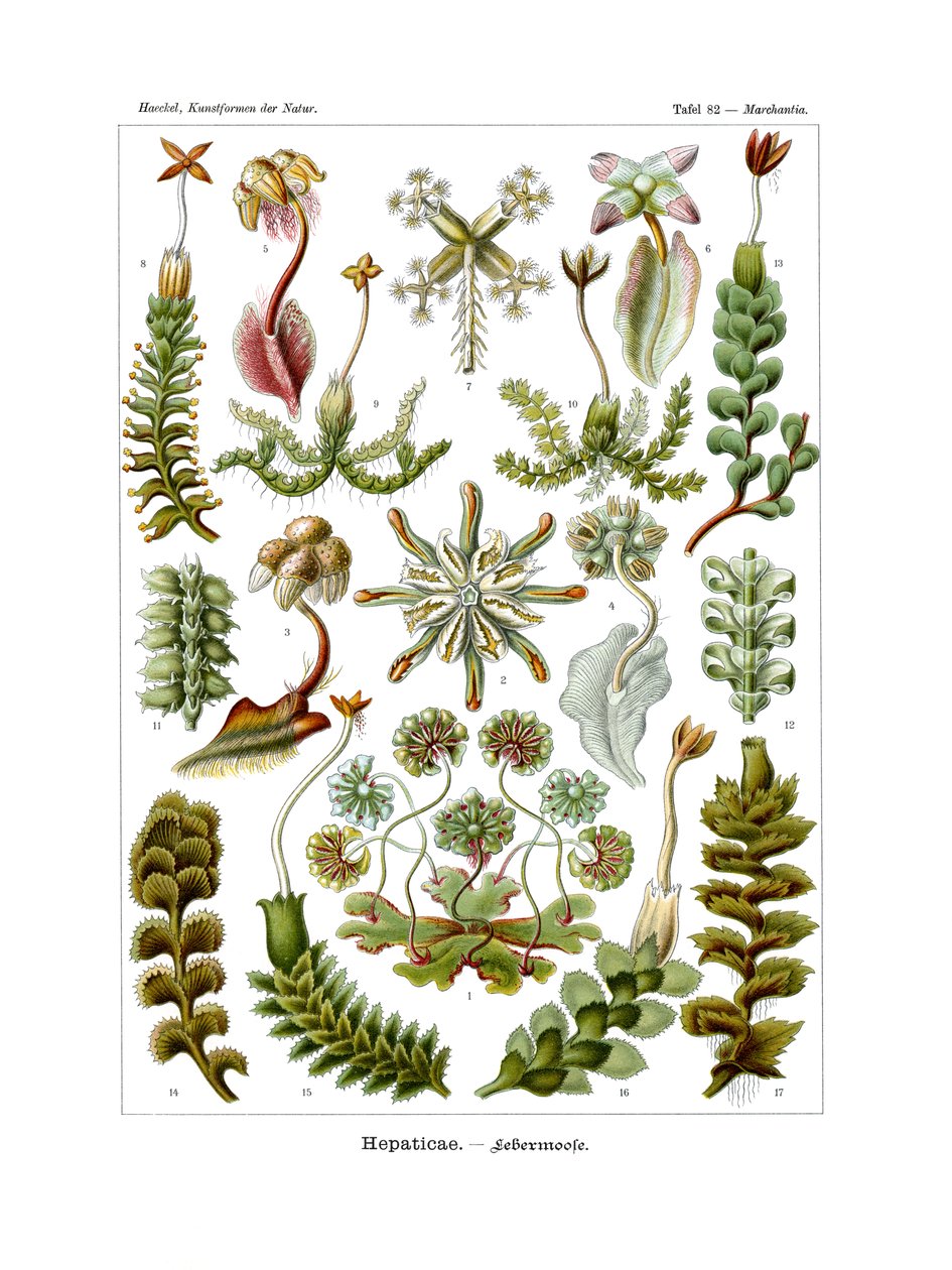 Hepaticae, 1899-1904 alkotó: German School