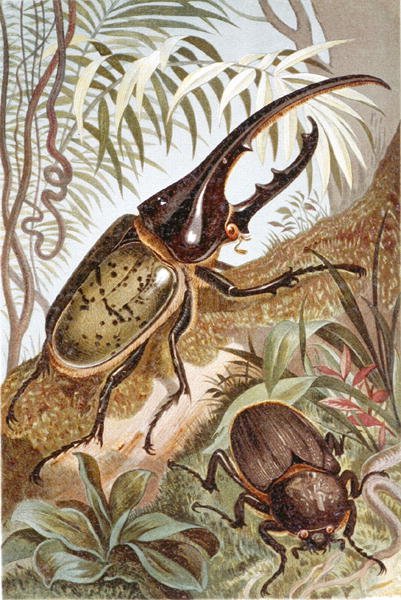Hercules Beetle, lemez a "Brehms Tierleben: Allgemeine Kunde des Tierreichs", 9. kötet, 99. o., Bibliographisches Institut kiadásában alkotó: German School