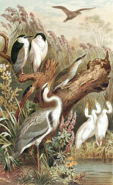 Heron, lemez a "Brehms Tierleben: Allgemeine Kunde des Tierreichs", 6. kötet, 483. o., kiadta a Bibliographisches Institut. alkotó: German School