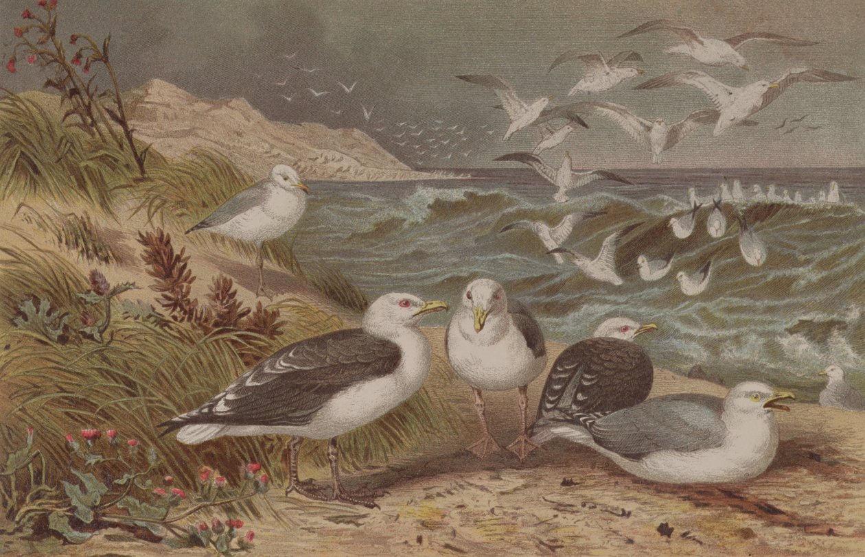 Sirálysirály és feketehátú sirály, lemez Brehms Tierlebenből: Allgemeine Kunde des Tierreichs, 6. kötet, 108. o., a Bibliográfiai Intézet kiadása, 1892 alkotó: German School