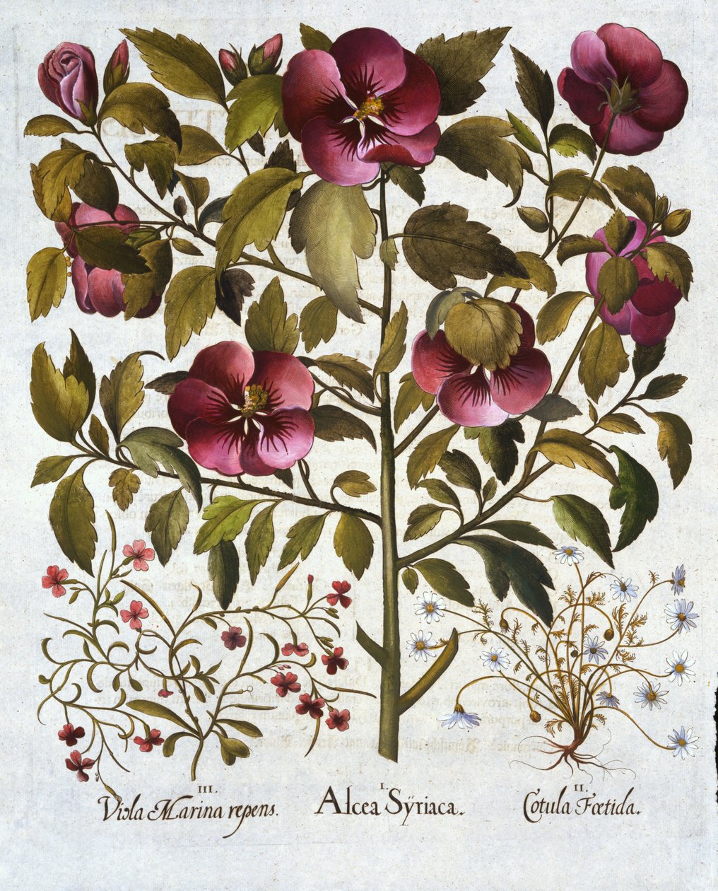 Hibiscus syriacus, büdös kamilla és a Hortus Eystettensisből, Basil Besler (1561-1629) pub. 1613 alkotó: German School