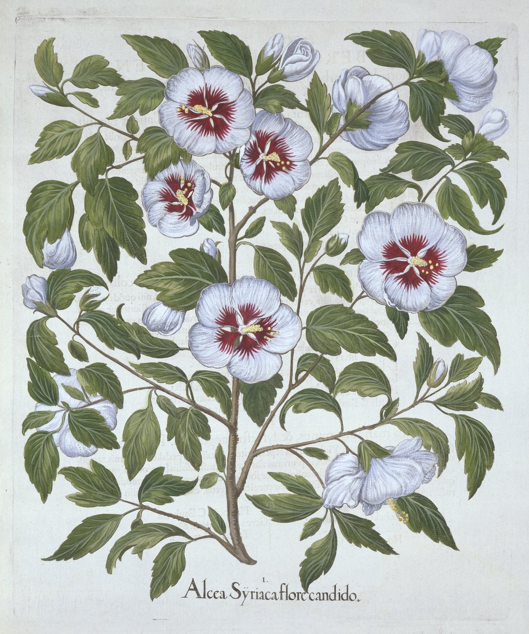 Hibiscus syriacus, a Hortus Eystettensisből, Basil Besler (1561-1629), pub. 1613 (kézzel színezett metszet) alkotó: German School