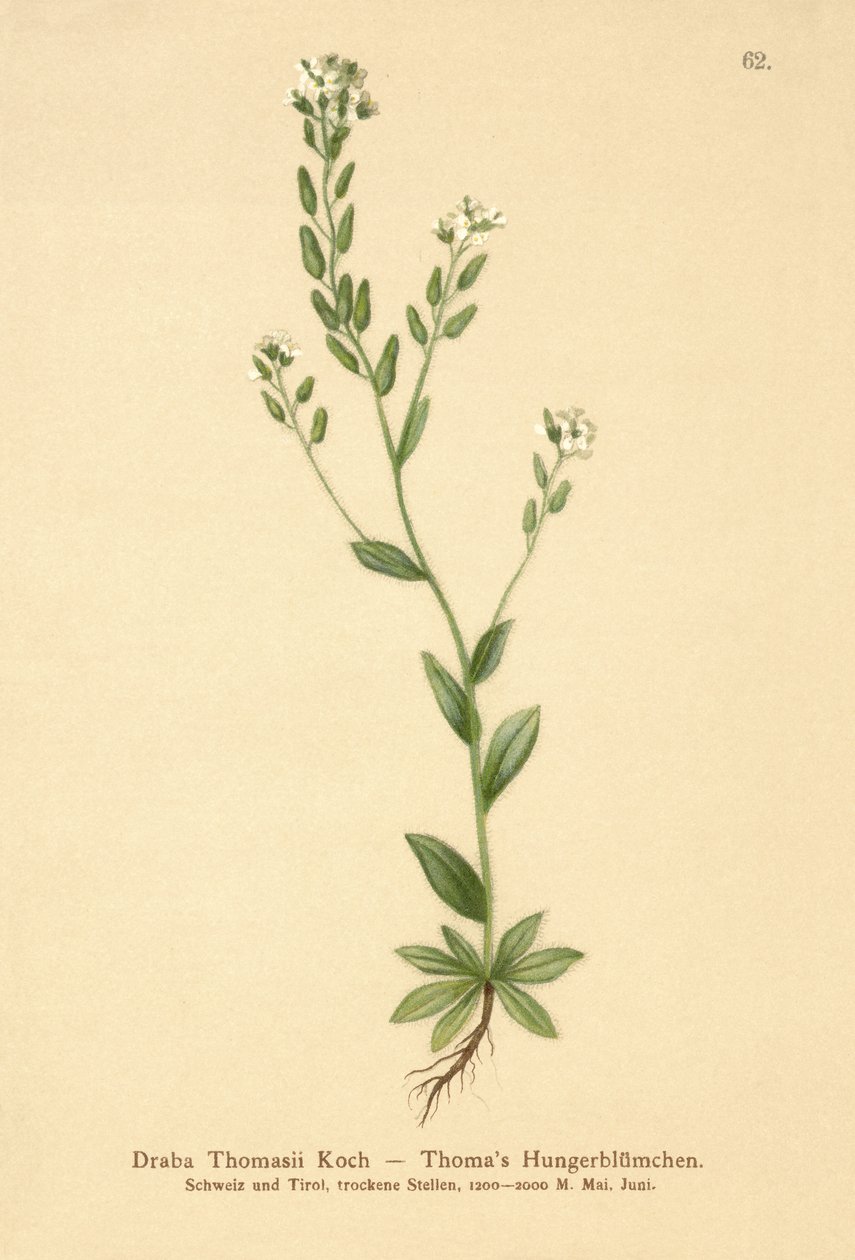 Hoary Whitlow-fű (Draba Thomasii) alkotó: German School
