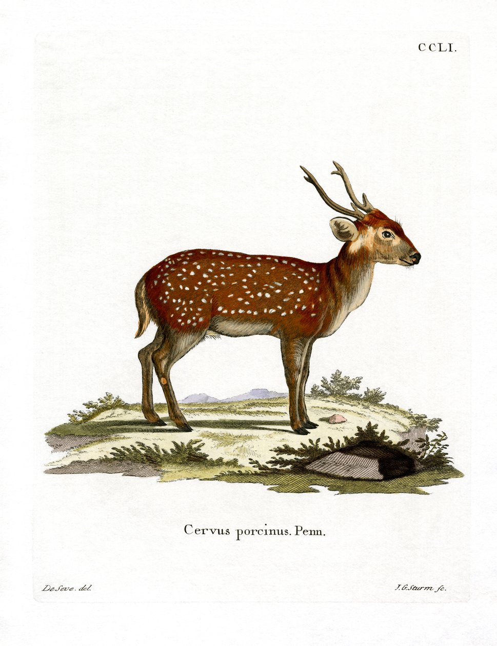 Hog Deer (színes metszet) alkotó: German School