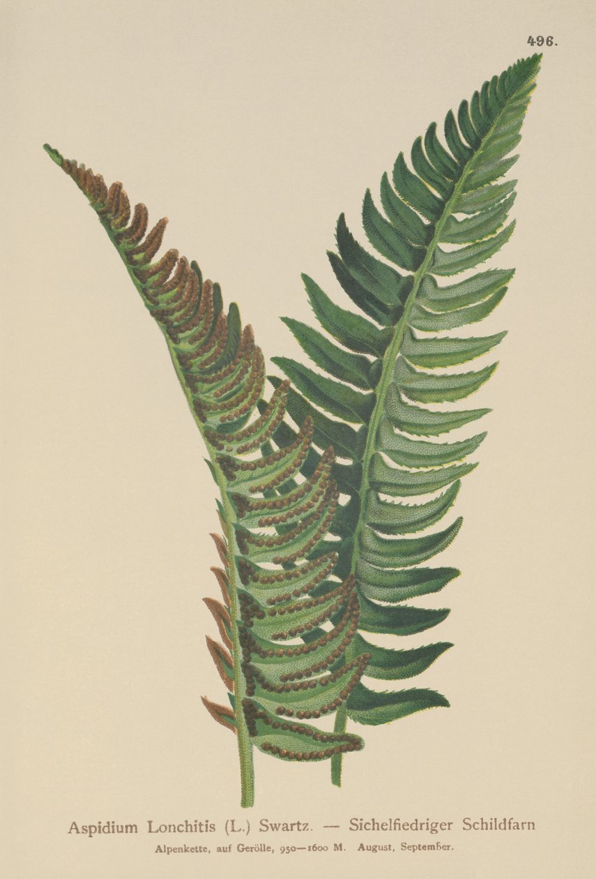 Magyalpáfrány (Aspidium Lonchitis, Polystichum lonchitis) alkotó: German School