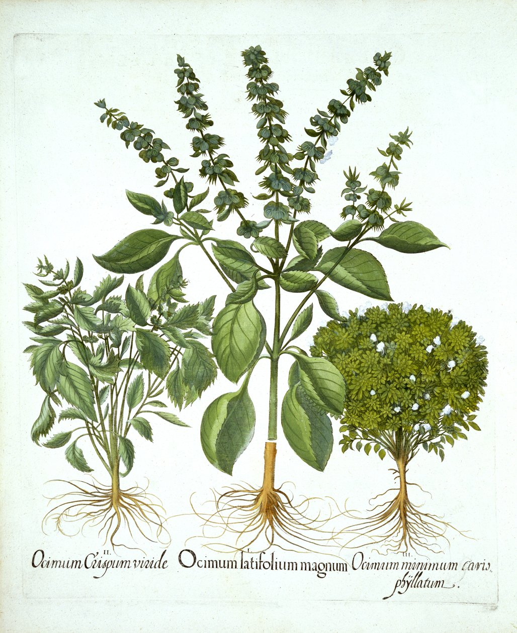 Szent bazsalikom és két további fajta bazsalikom, a "Hortus Eystettensis"-től, Basil Besler alkotó: German School
