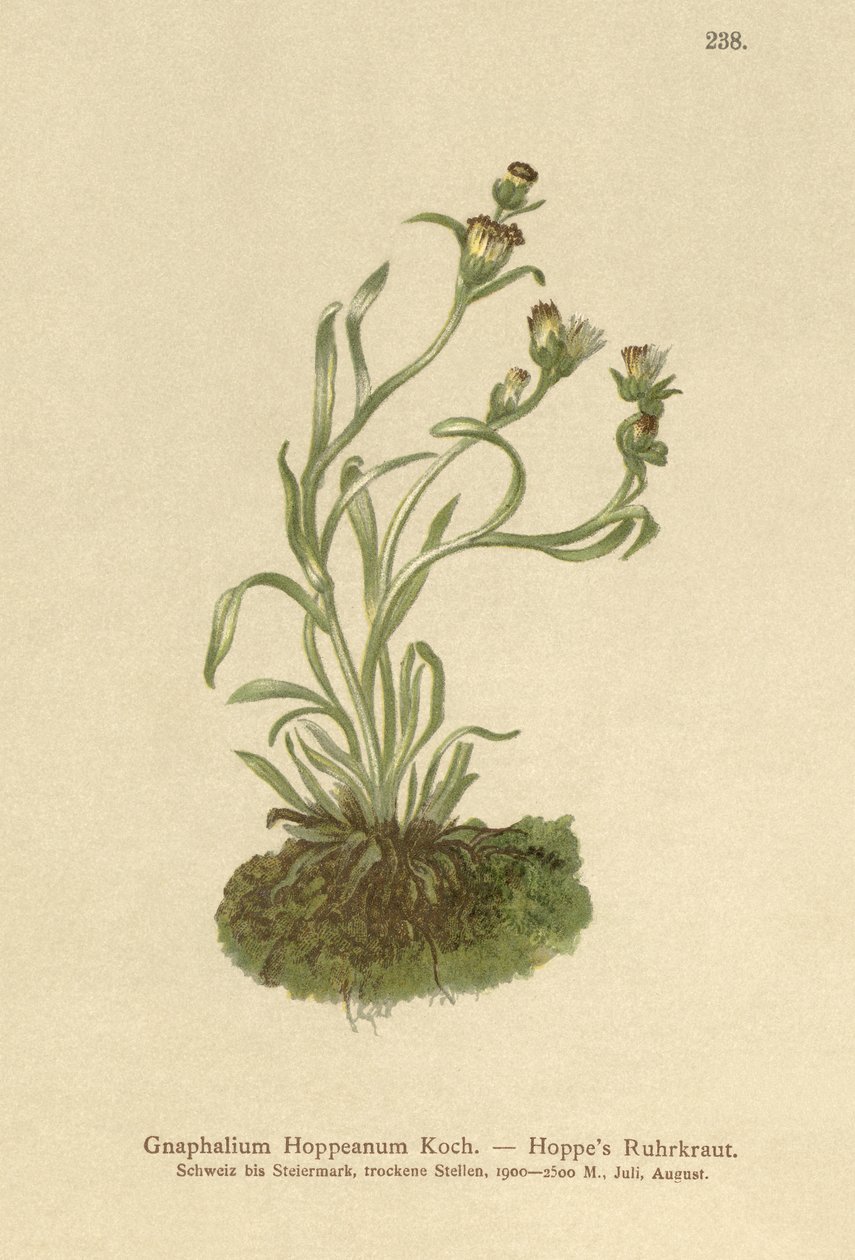 Coppweed Hoppes (Gnaphalium Hoppeanum, Omalotheca hoppeana) alkotó: German School