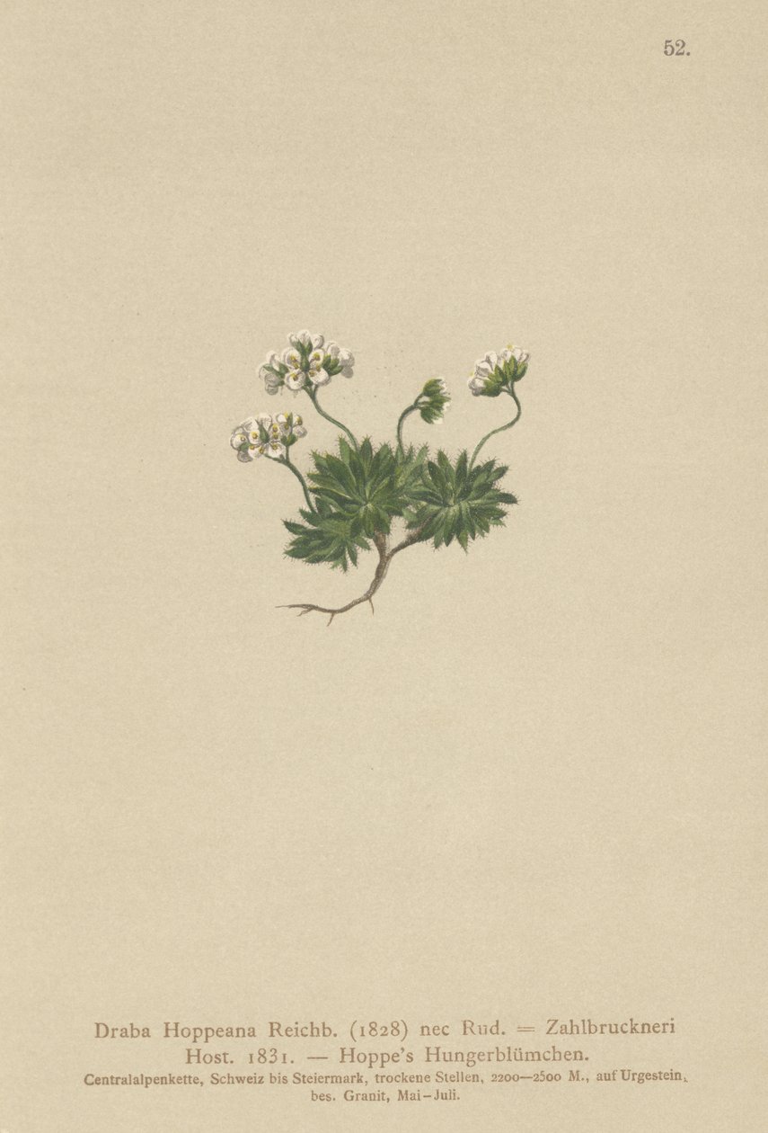 Hoppes Whitlow-grass (Draba Hoppeana, Draba Zahlbruckneri) alkotó: German School
