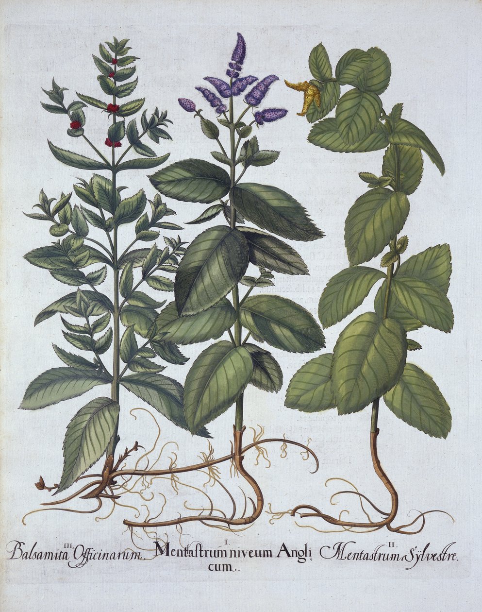 Lómenta és fodormenta, a Hortus Eystettensisből, Basil Besler (1561-1629), pub. 1613 (kézzel színezett metszet) alkotó: German School