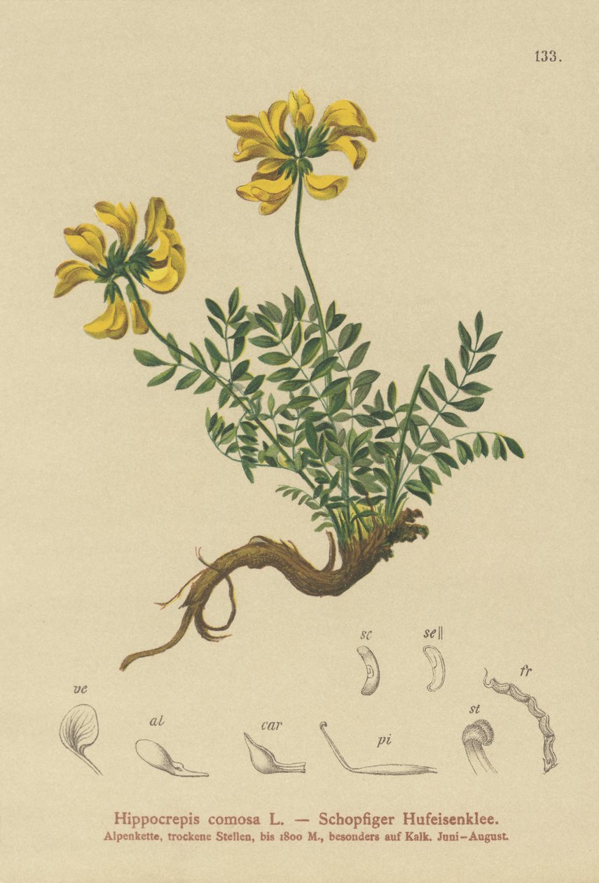 Patkó bükköny (Hippocrepis comosa) alkotó: German School