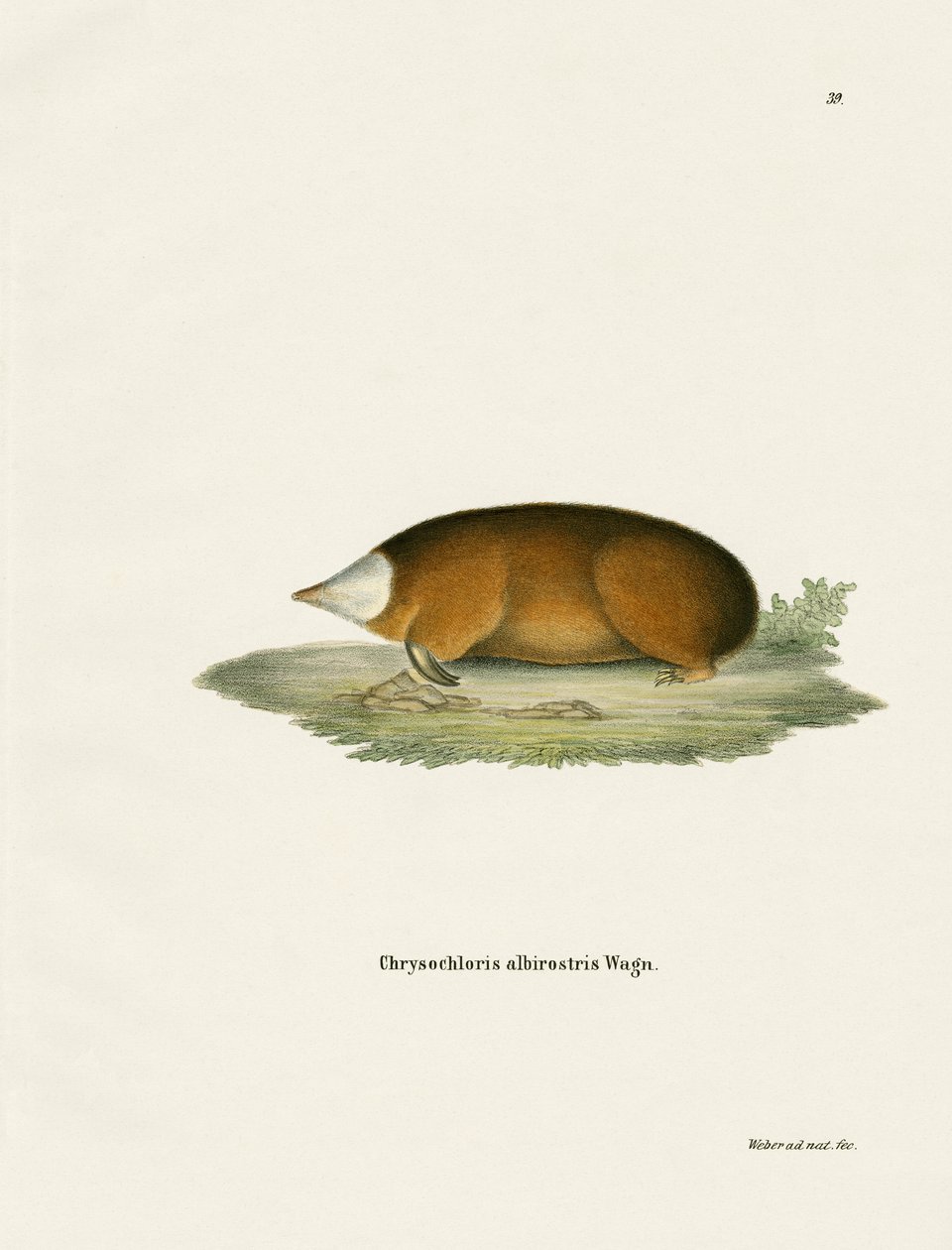 Hottentot Golden Mole (színes metszet) alkotó: German School