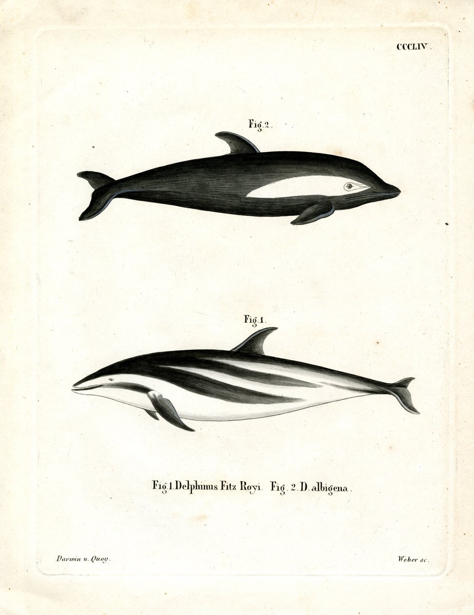 Homokóra delfin (színes metszet) alkotó: German School