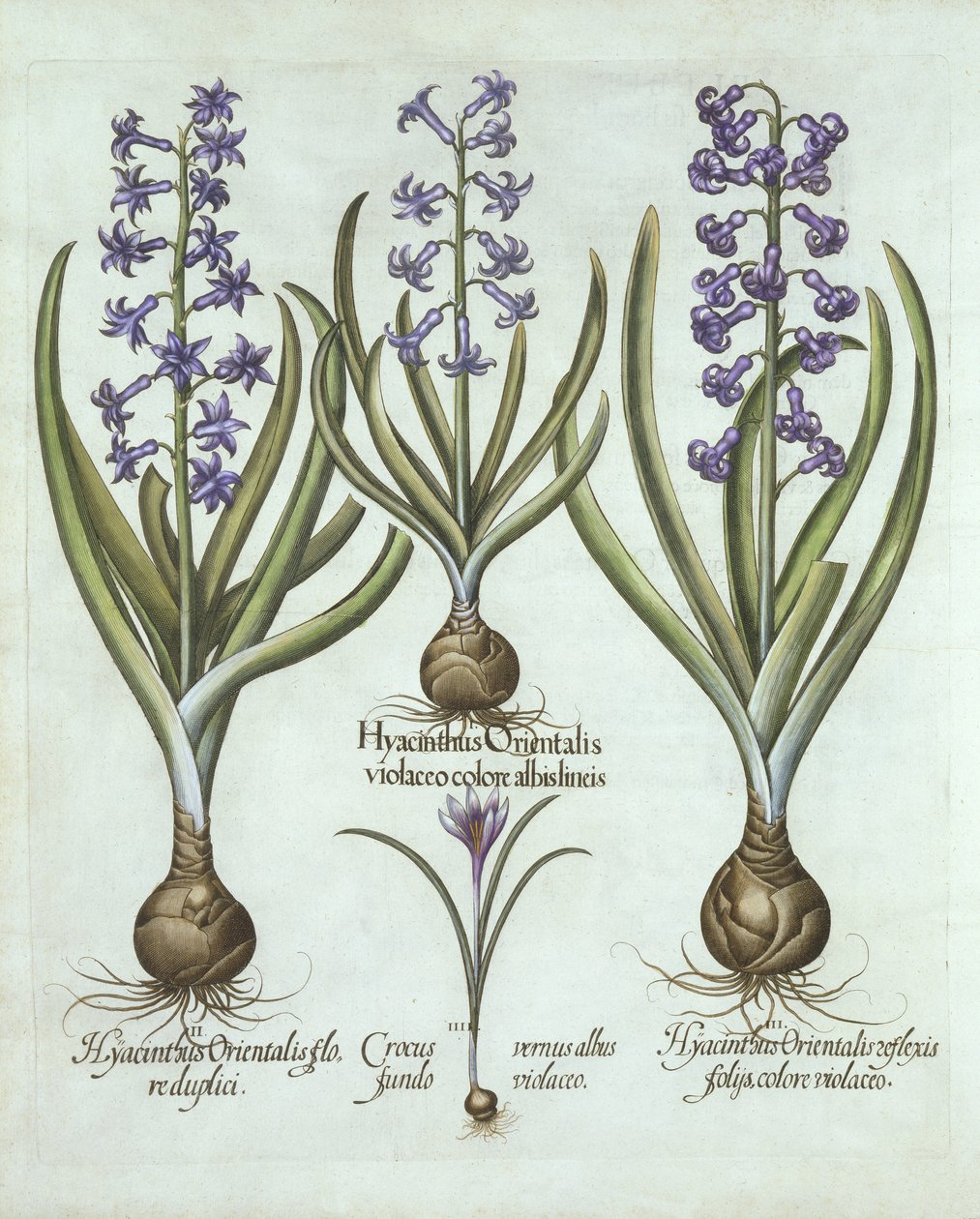 Jácint és őszi sáfrány, a Hortus Eystettensisből, Basil Besler (1561-1629), pub. 1613 (kézzel színezett metszet) alkotó: German School