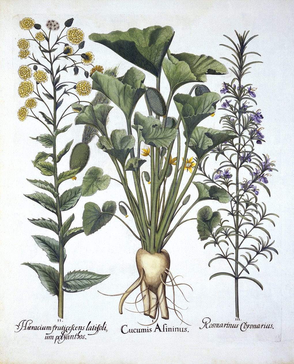 I Squirting cumber, ii Narrowleaf Hawkweed, iii Rozmaring, Hortus Eystettensis, Basil Besler (1561-1629) pub. 1613 alkotó: German School
