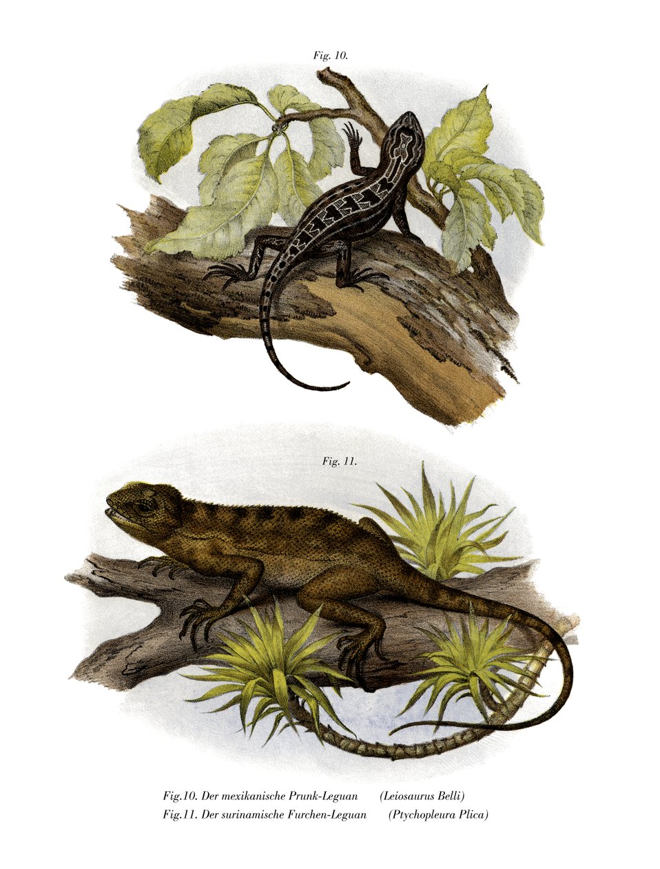 Iguana (színes litho) alkotó: German School