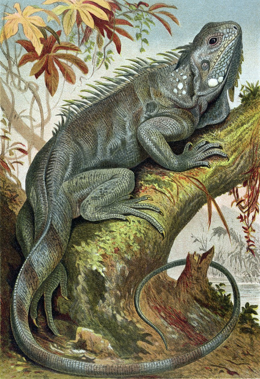 Iguana, Brehms Tierleben tányérja> General Knowledge of the Animal Kingdom, 7. köt., 88. o., Bibliográfiai Intézet, 1892 alkotó: German School