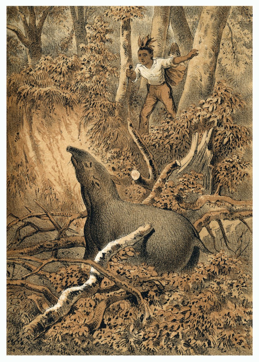Illusztráció, indiai vadász tapír Amazonas erdőben. In "" De Bootslieden der Amazon-River", Karl Muller, Hollandia alkotó: German School
